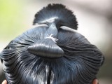 Come evitare la caduta dei capelli, Dieta