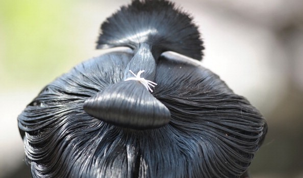 Come evitare la caduta dei capelli, Dieta