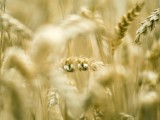sensibilità glutine non celiaca