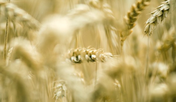 sensibilità glutine non celiaca